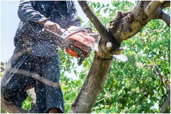 tree services Tyrone